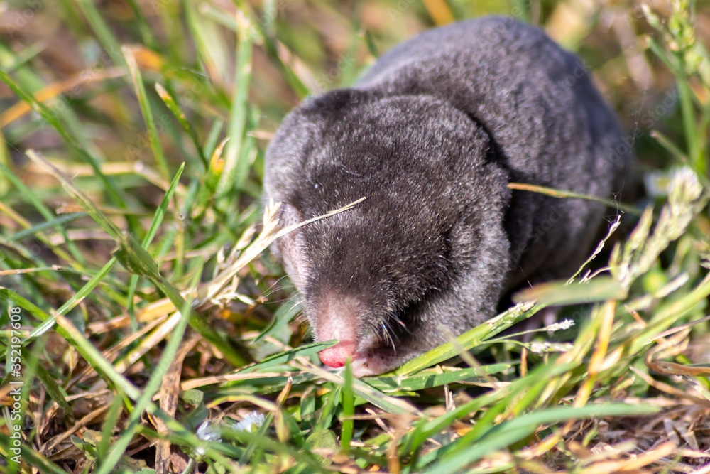 Schwarzer europäischer Maulwurf (talpa europaea) krabbelt auf einer Wiese mit seinen großen ...