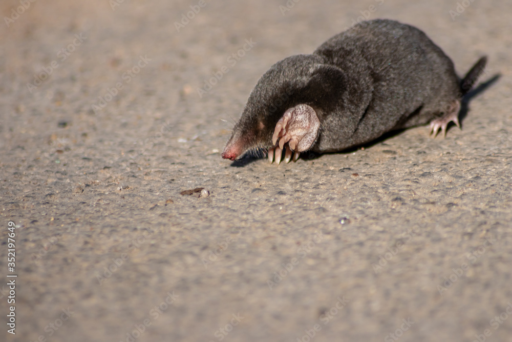 Schwarzer europäischer Maulwurf (talpa europaea) überquert Landstraße mit seinen großen Grabehänden und Grabeschaufeln auf dem Weg zu seinem Tunnelsystem mit Maulwurfhügeln und gräbt nach Insekten Schwarzer europäischer Maulwurf (talpa europaea) überquert Landstraße mit seinen großen Grabehänden und Grabeschaufeln auf dem Weg zu seinem Tunnelsystem mit Maulwurfhügeln und gräbt nach Insekten