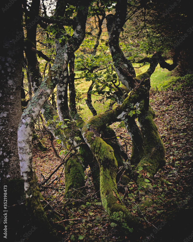 Fototapeta premium dans les forêts des vosges
