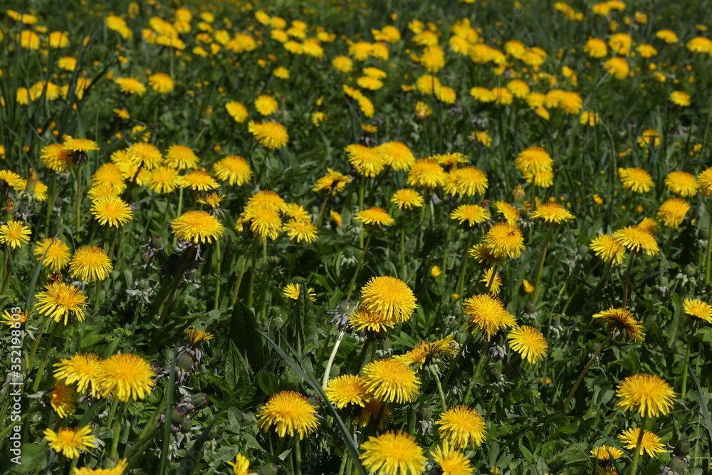 Field of yellow dandelions in spring.Close up.Selective focus.Russia