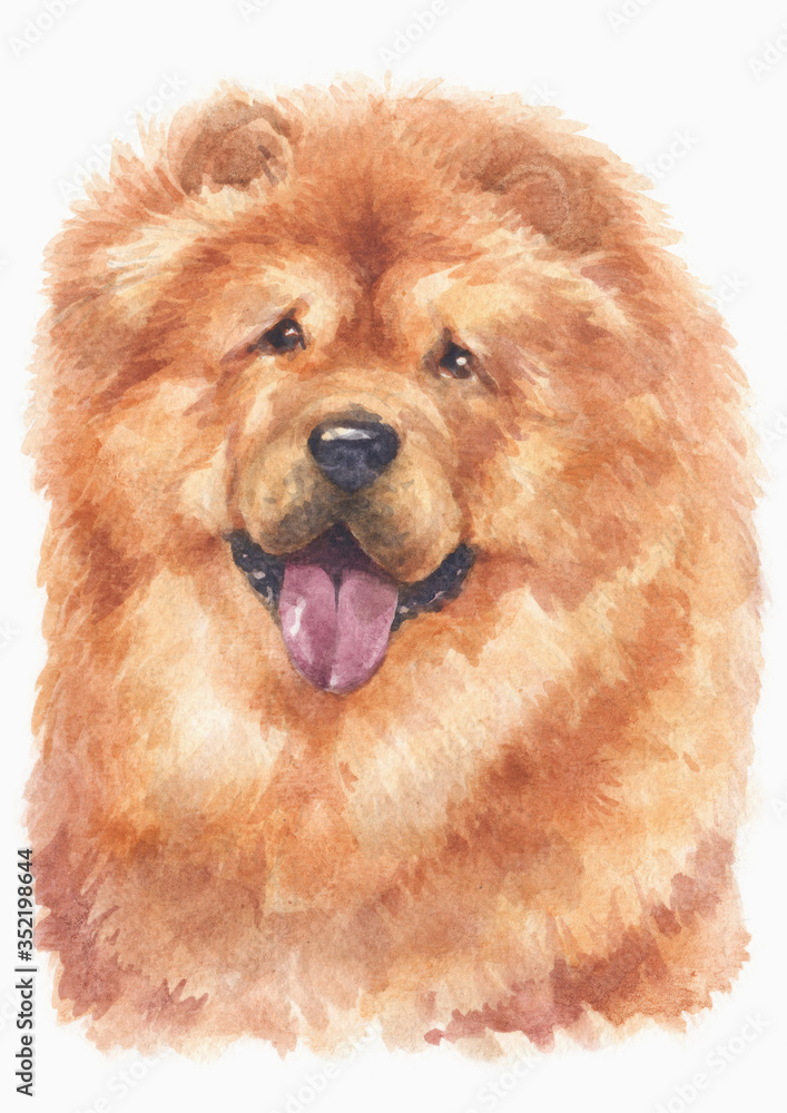 Fototapeta premium Water colour painting of Chow Chow 155
