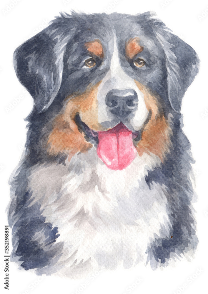 Water colour painting of Bernese Mountain Dog 169 Water colour painting of Bernese Mountain Dog 169