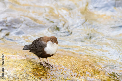 Photography A white-throated dipper (Cinclus cinclus)