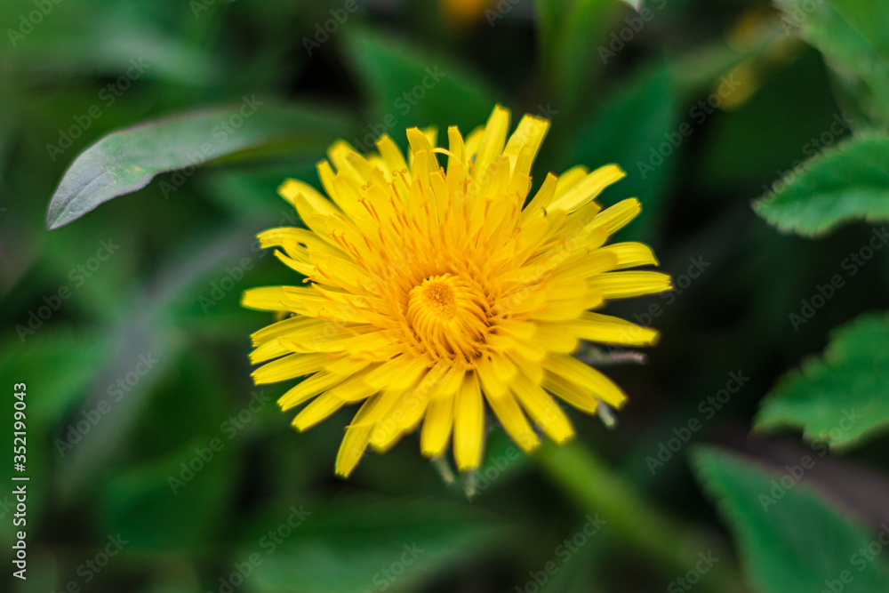 yellow dandelion flower yellow dandelion flower
