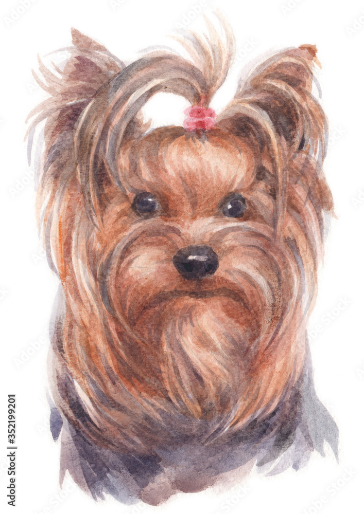 Water colour painting of Yorkshire Terrier 185 Water colour painting of Yorkshire Terrier 185