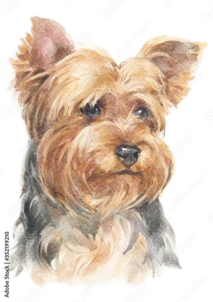 Water colour painting of Yorkshire Terrier 186