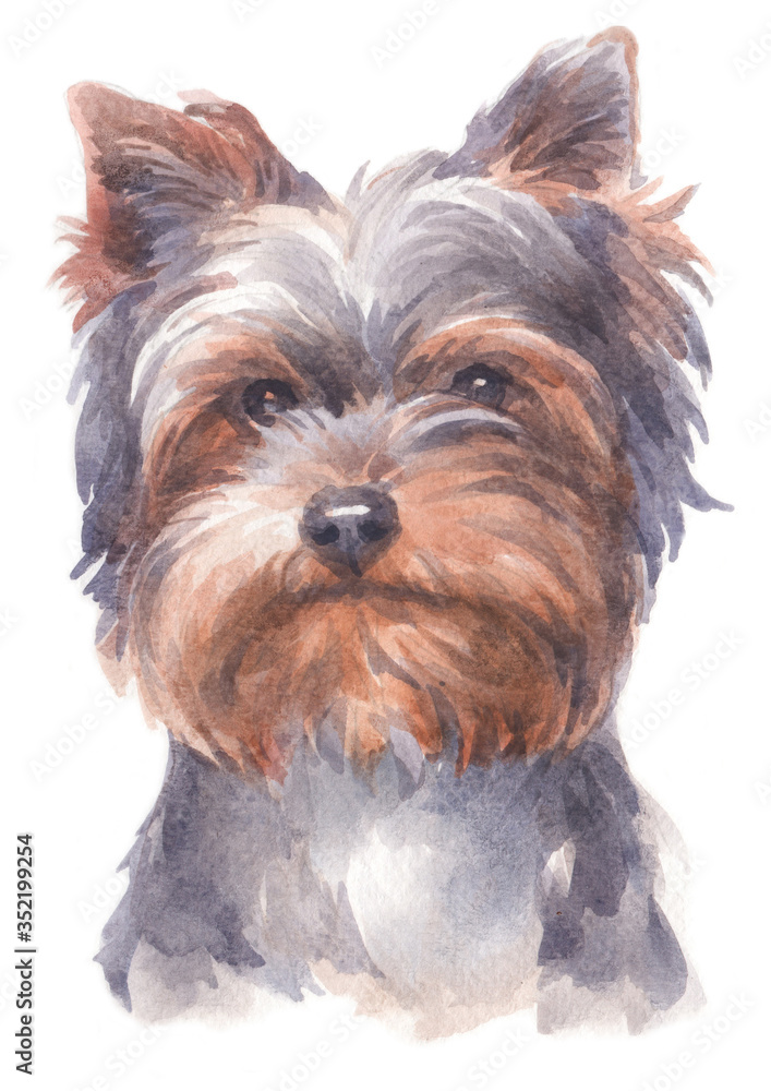 Naklejka premium Water colour painting of Yorkshire Terrier 188