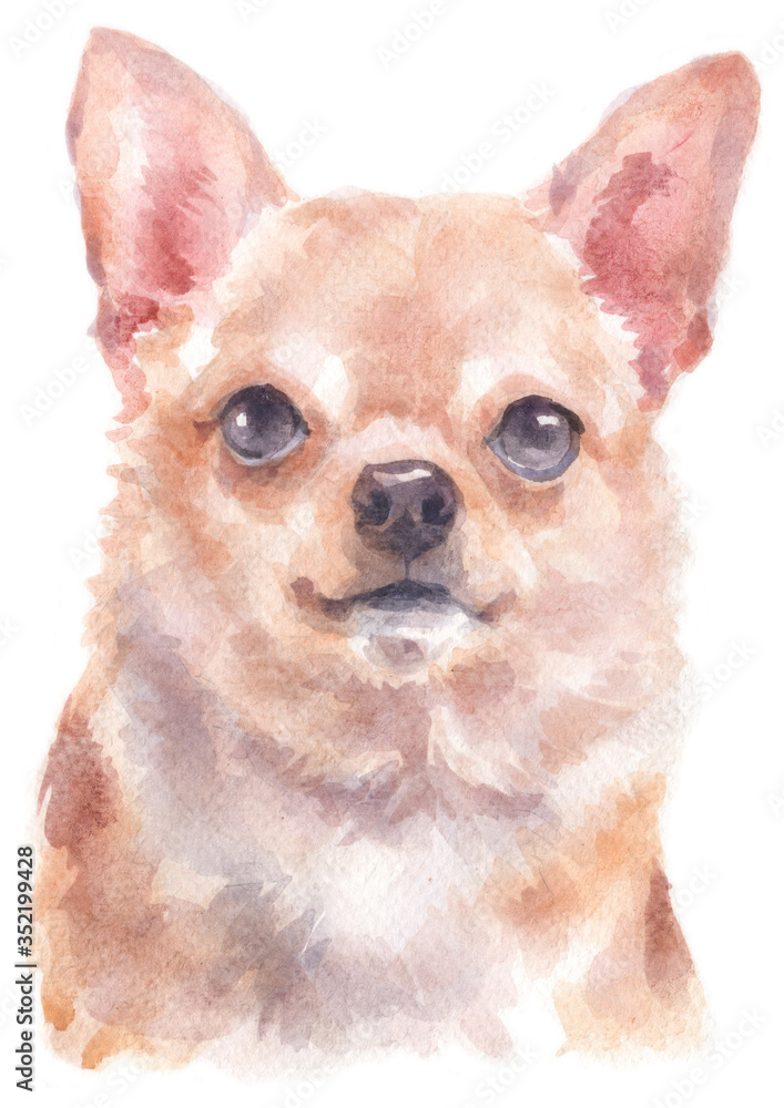 Water colour painting of Chihuahua 193