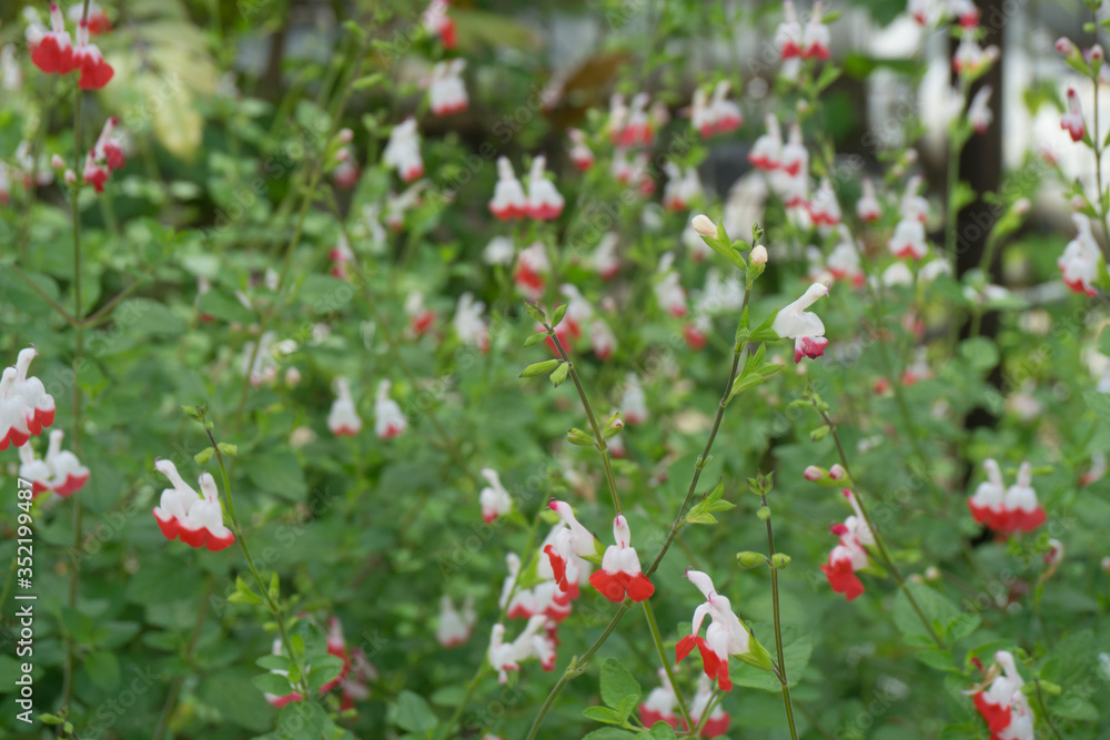 チェリーセージの花