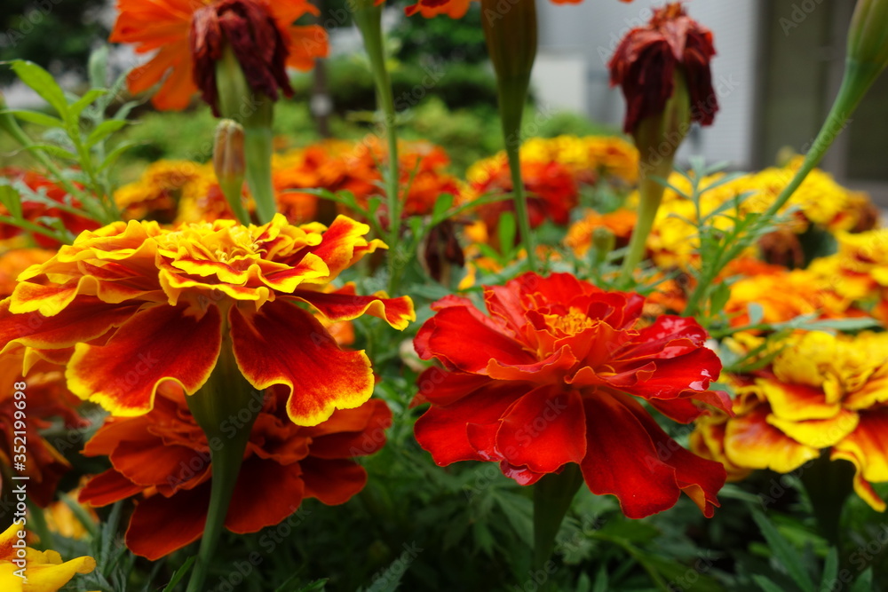 雨に濡れた赤と黄色のマリーゴールドの花