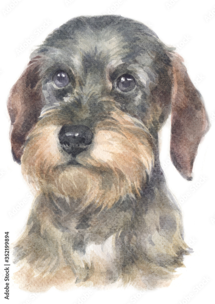 Water colour painting of Dachshund 219