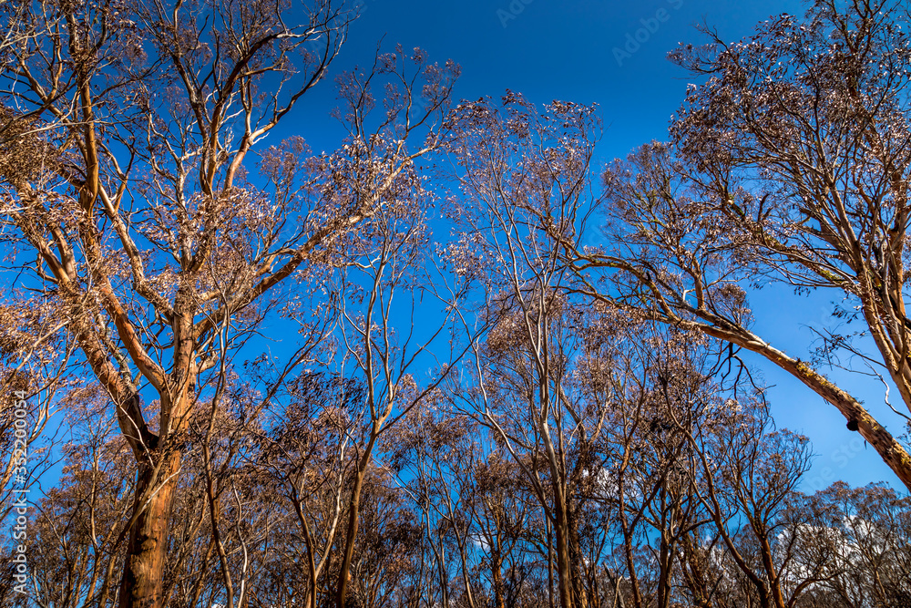 A forest in the Snowy Mountains, burnt down during the bush fires in Australia. A forest in the Snowy Mountains, burnt down during the bush fires in Australia.