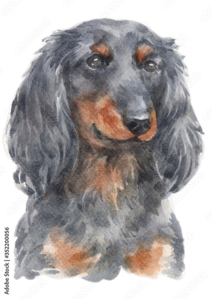 Water colour painting of Dachshund 228