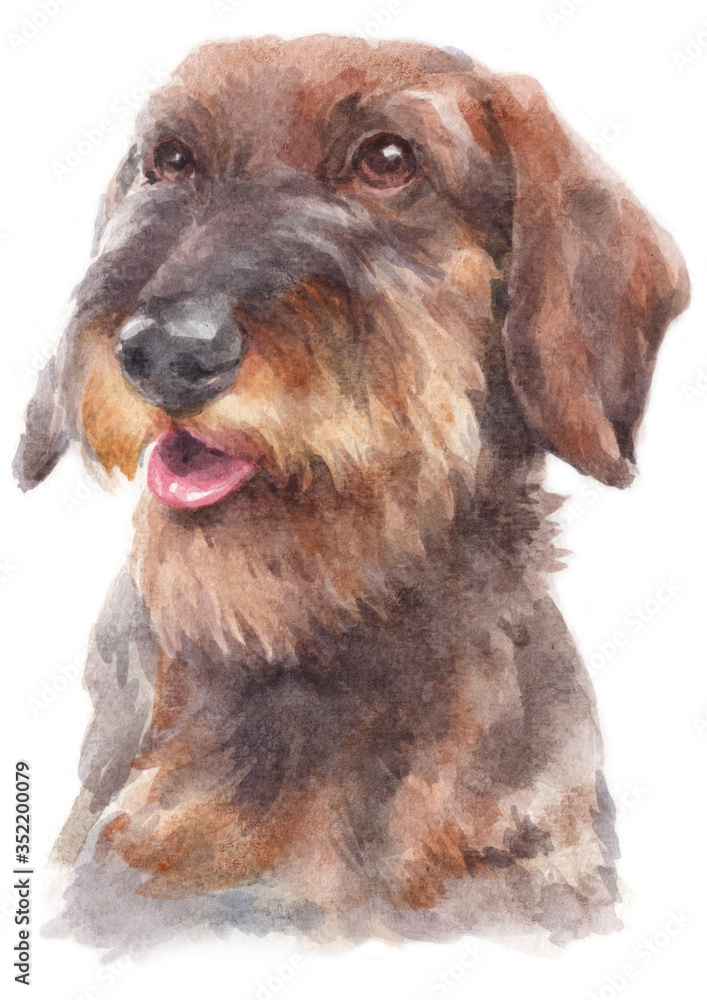 Water colour painting of Dachshund 230