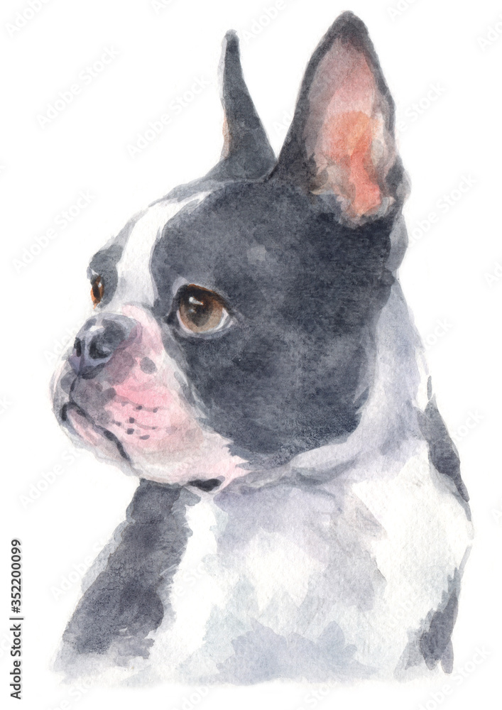 Water colour painting of Boston Terrier 231