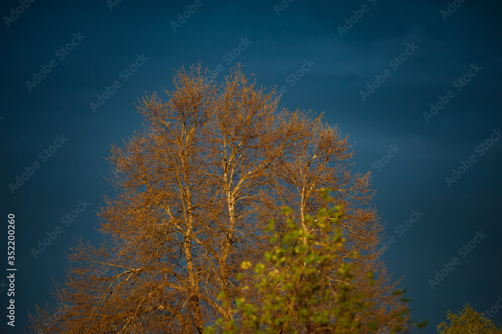 A tree illuminated by sunset against the blue sky A tree illuminated by sunset against the blue sky
