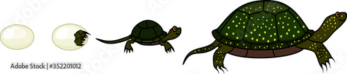 Life cycle of European pond turtle (Emys orbicularis). Sequence of stages of development of turtle from egg to adult animal isolated on white background