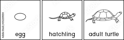 Coloring page with life cycle of European pond turtle (Emys orbicularis). Sequence of stages of development of turtle from egg to adult animal