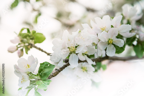 Seasons spring, garden fruit trees, flowering apple tree branch with white fragrant flowers and buds, floral delicate background