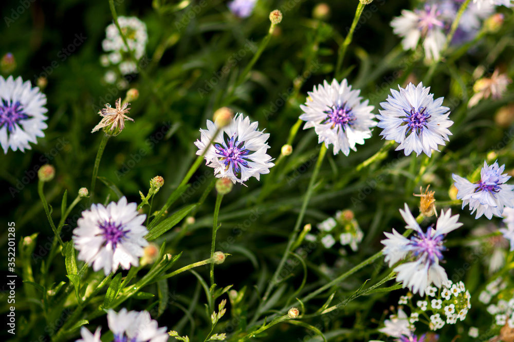 White-blue flower of a cornflower. Selective focus White-blue flower of a cornflower. Selective focus