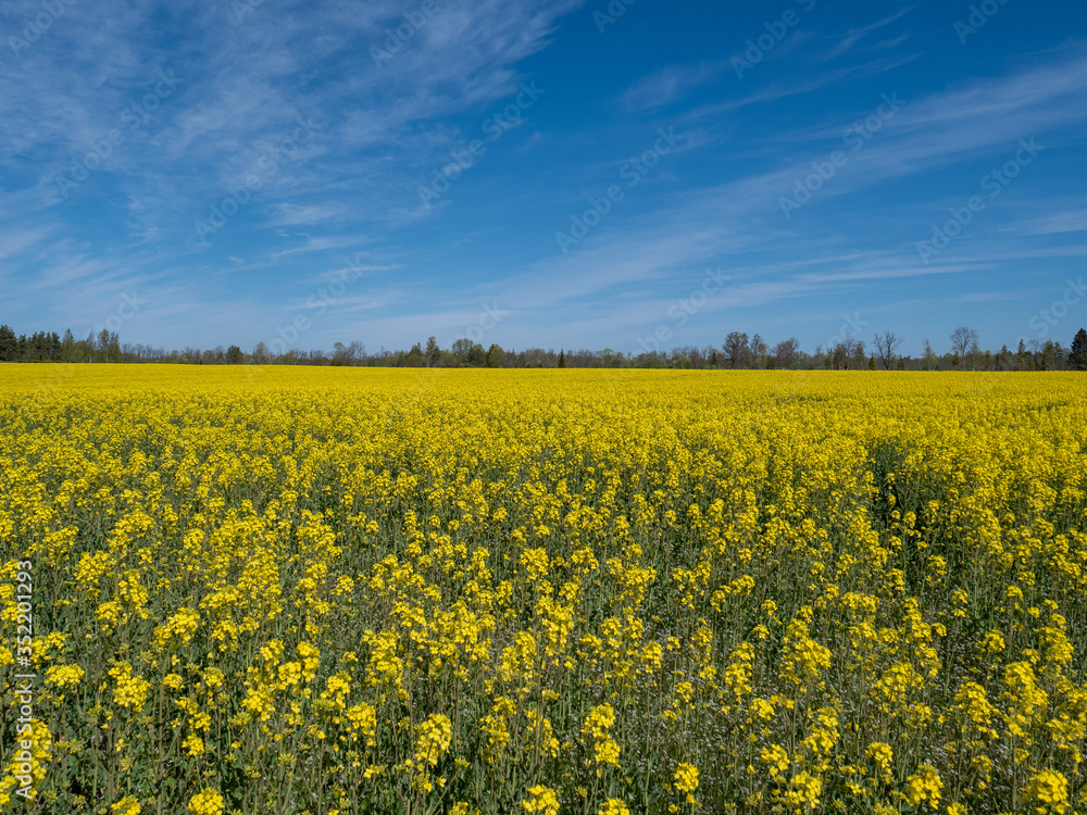 Oilseed rape field with forest on background