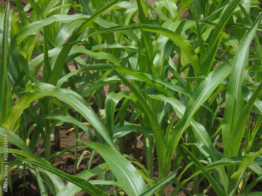 Obraz premium corn field in the morning