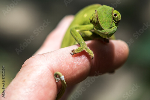 single chameleon is balancing at a humans finger, Shore of Lake Malawi, Africa