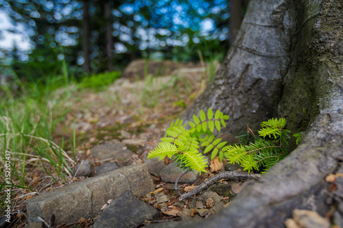Fototapeta Naklejka Na Ścianę i Meble -  Spring trekking Beskidy do Magurka