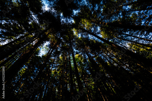 Fototapeta Naklejka Na Ścianę i Meble -  Spring trekking Beskidy do Magurka