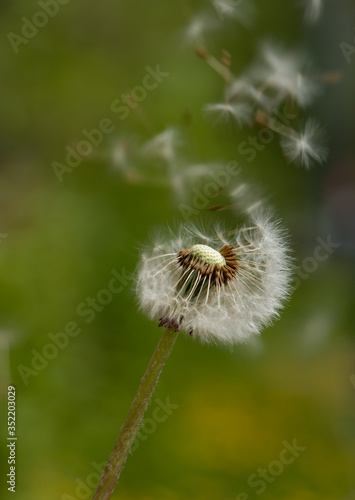 with a dandelion from the wind blowing fluffs