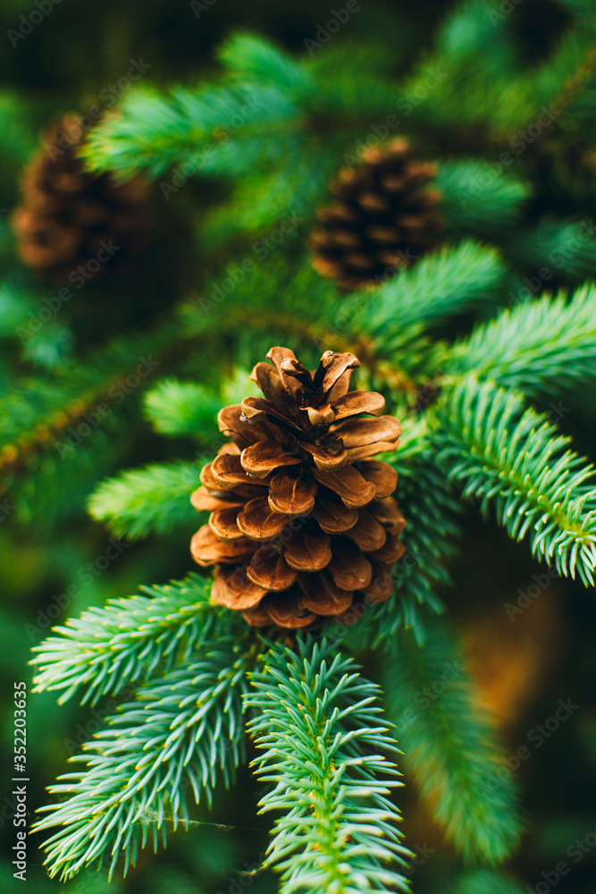 Pine cones on a branch Pine cones on a branch