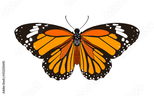 butterfly isolated on white background, insect vector illustration flat style