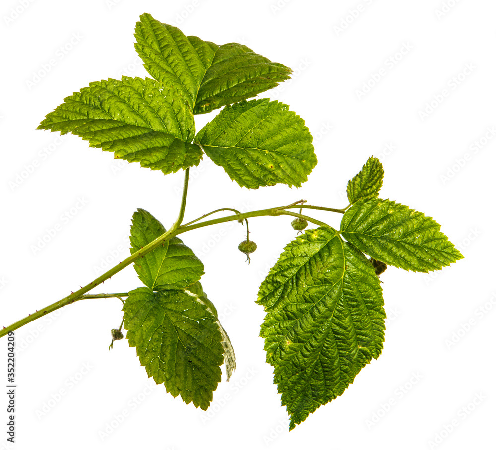 Fototapeta premium green sprout of raspberry bush on a white background