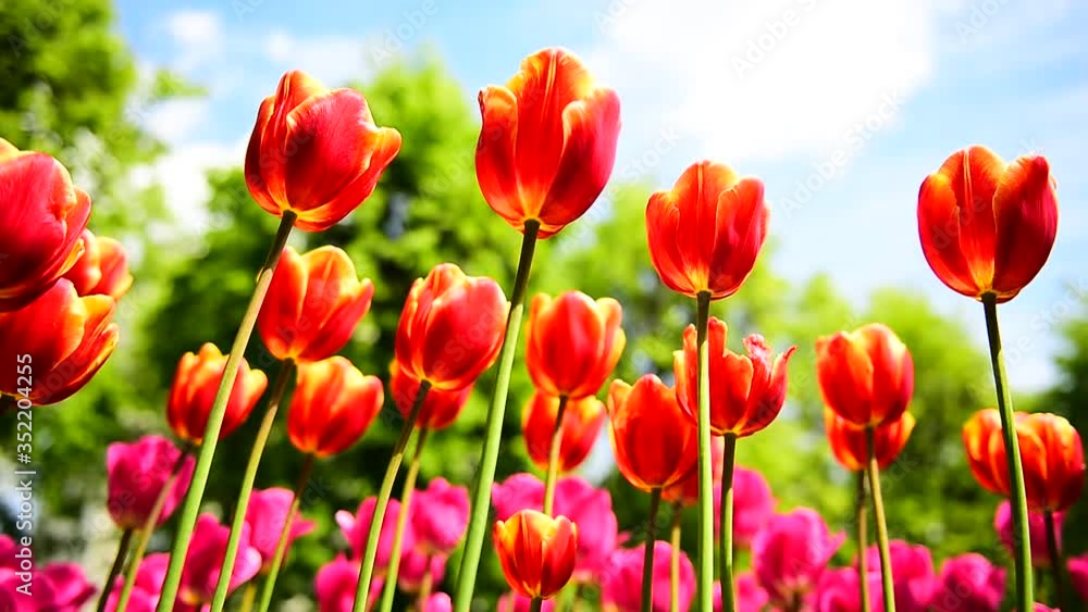 Tulips in Sunny weather on a flower bed Tulips in Sunny weather on a flower bed