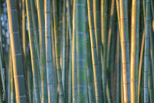  Bamboo branch in bamboo forest, Beautiful natural bamboo background