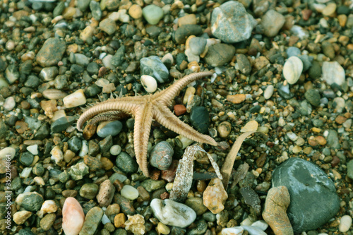 Sapless starfish and little rocks