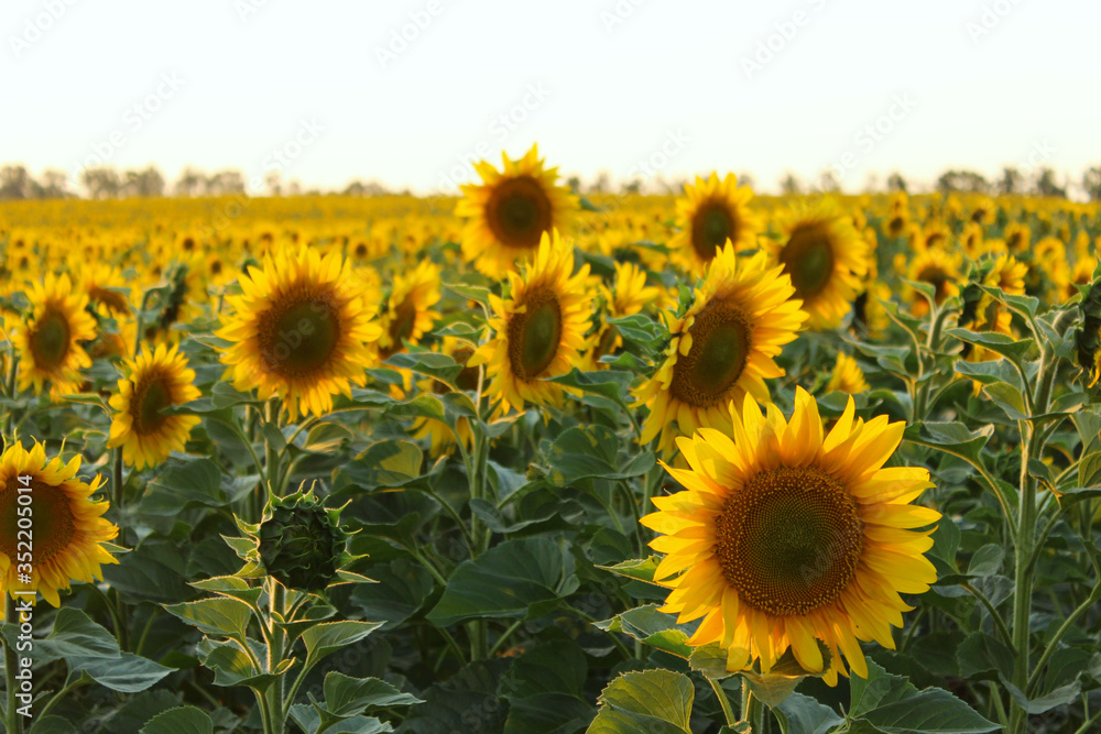 Fototapeta premium Blurry image of field of yellow sunflowers, cropped shot, horizontal view. Harvest, agriculture, nature, landscapes concept.