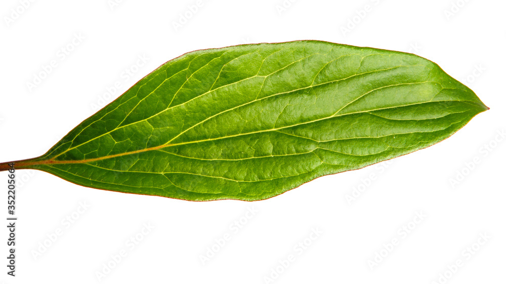 Obraz premium green leaves of a peony bush on a white background