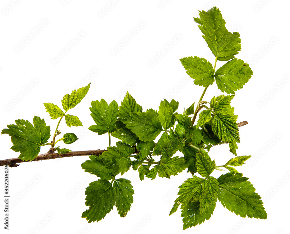green sprout of raspberry bush on a white background