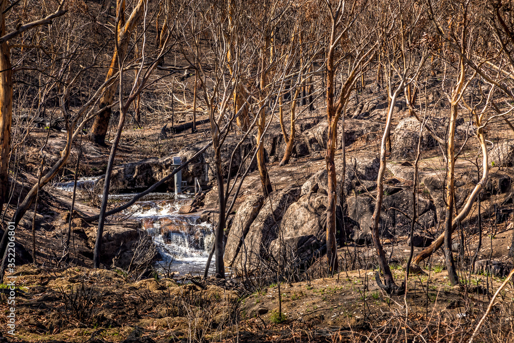 A forest in the Snowy Mountains, burnt down during the bush fires in Australia. A forest in the Snowy Mountains, burnt down during the bush fires in Australia.
