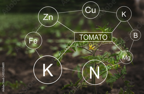 Nutrients mineral in Tomato plant life with digital mineral nutrients. Biology and geography educational concept. photo