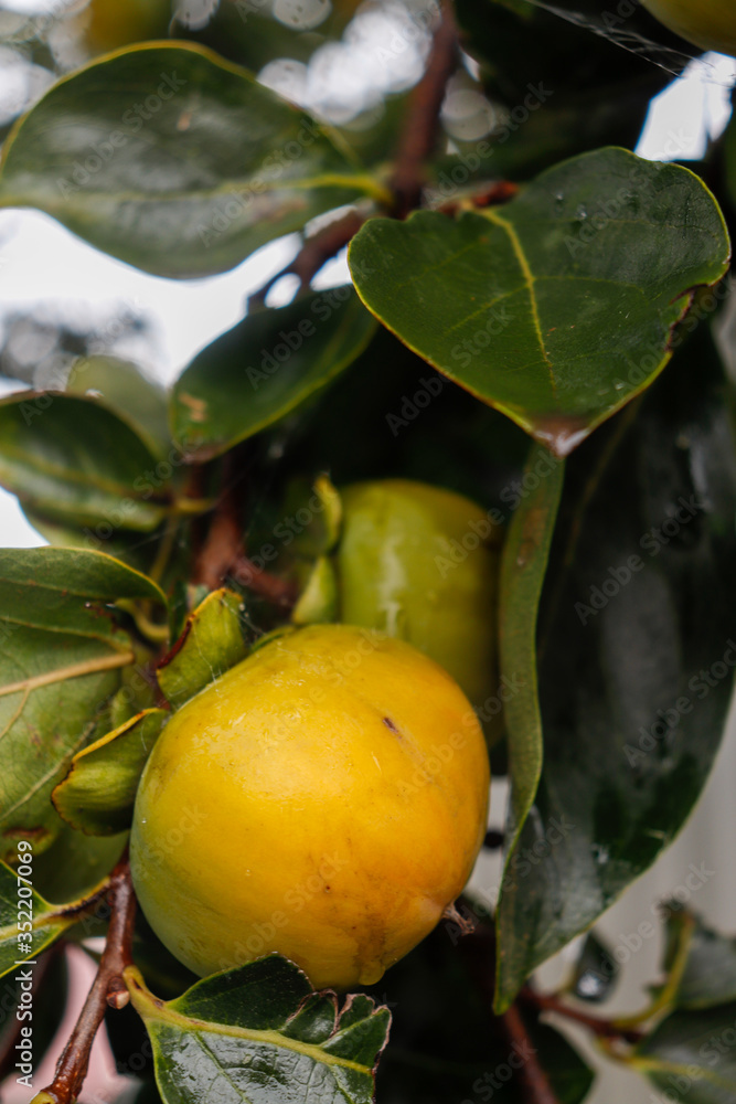 persimmon kaki on tree, fruits photography persimmon kaki on tree, fruits photography