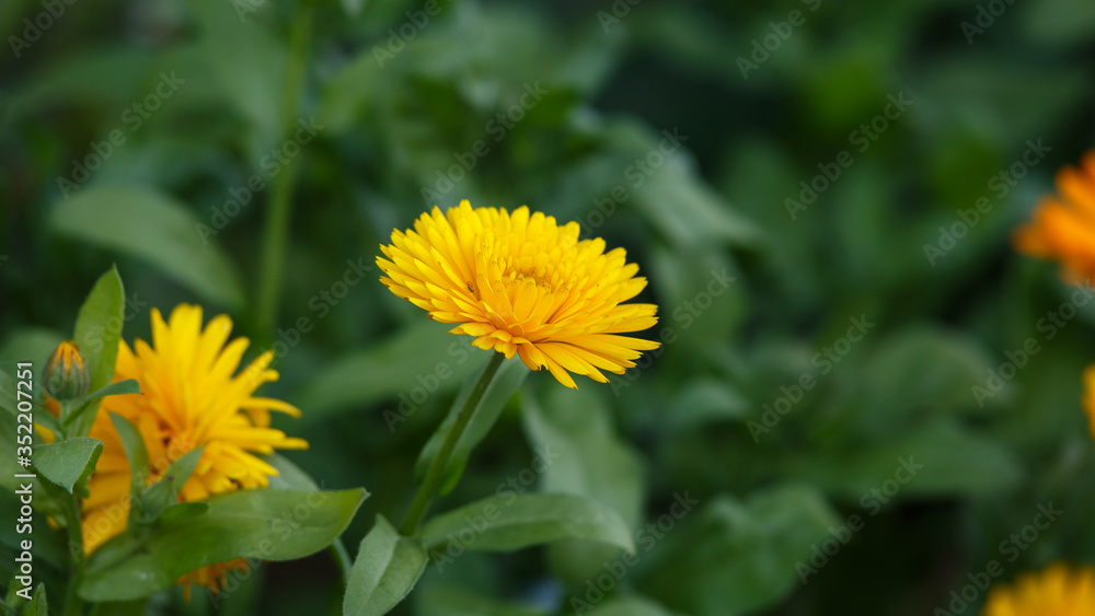 Orange Calendula officinalis Flower in summer garden Orange Calendula officinalis Flower in summer garden