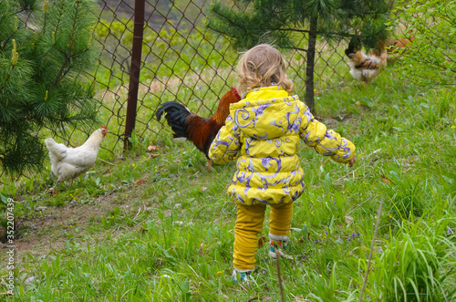 A child rear view on an eco farm looks at a chicken