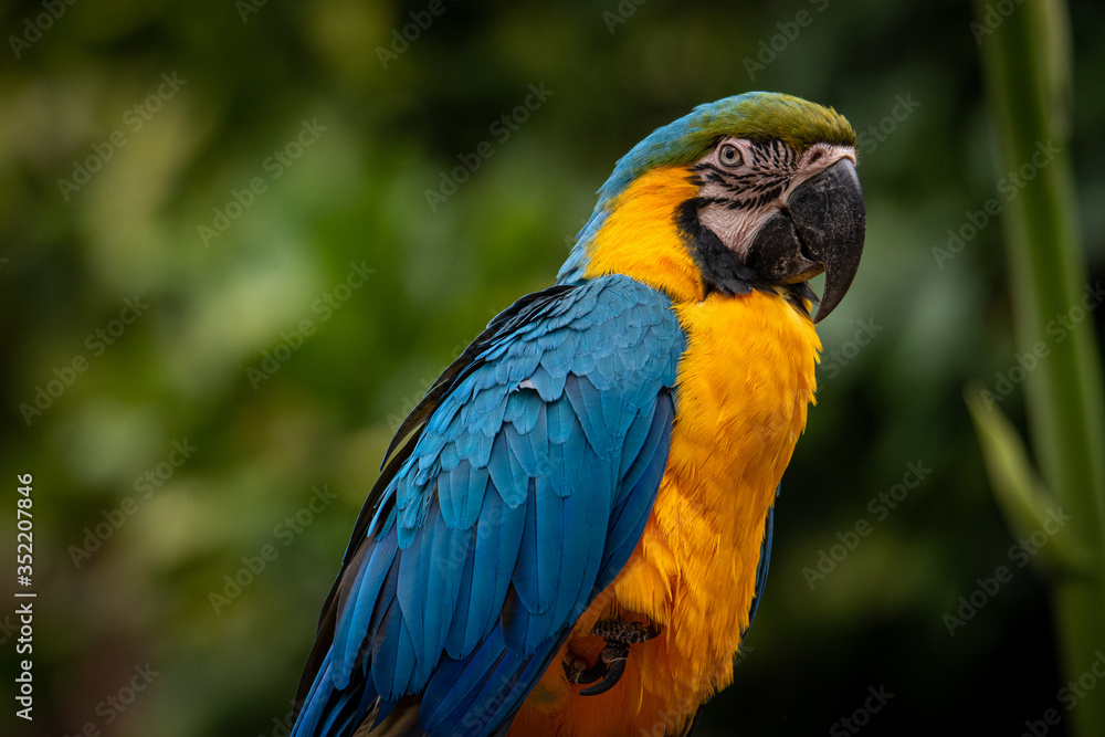 blue and yellow macaw