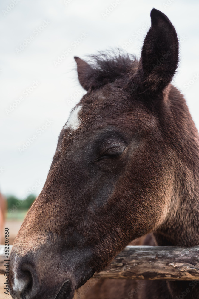 One charming brown colt. Horse farm.
