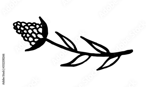 Hand drawn vector illustration of wildflowers. Doodle floral element. Spring and summer symbol. Contour otline drawing of simple black twig