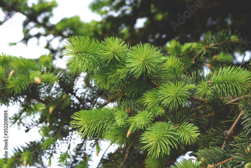 A beautiful fresh twig of the fir tree.