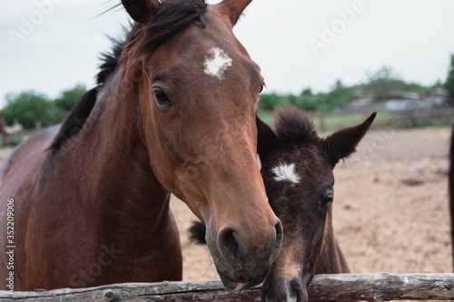 Mama Mare and foal, horse farm, brown horses
