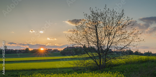 sunset over rapeseed field